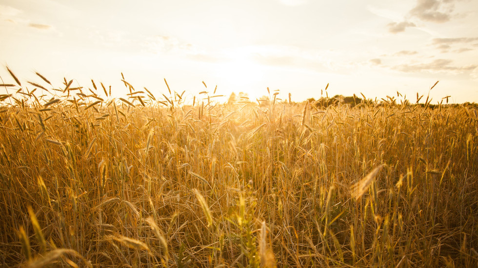 Russian Wheat Exports to Africa Surge: What It Means for EU Farmers
