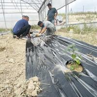 Turkish Entrepreneur Pioneers Coffee Cultivation Trials in Adana