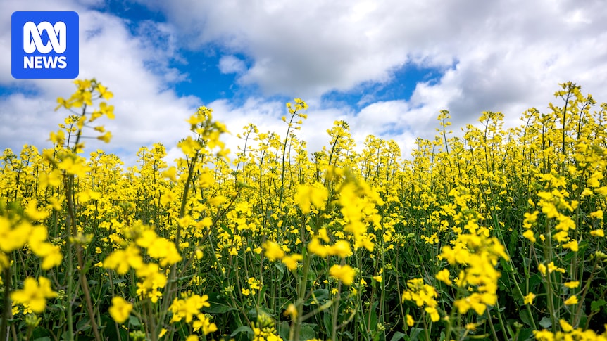 New Biofuel Mandates Could Reshape Farm Crop Demand