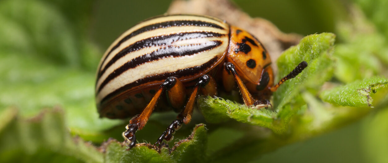 New Yeast-Derived Carrier Could Expand RNAi Biopesticides for Farmers