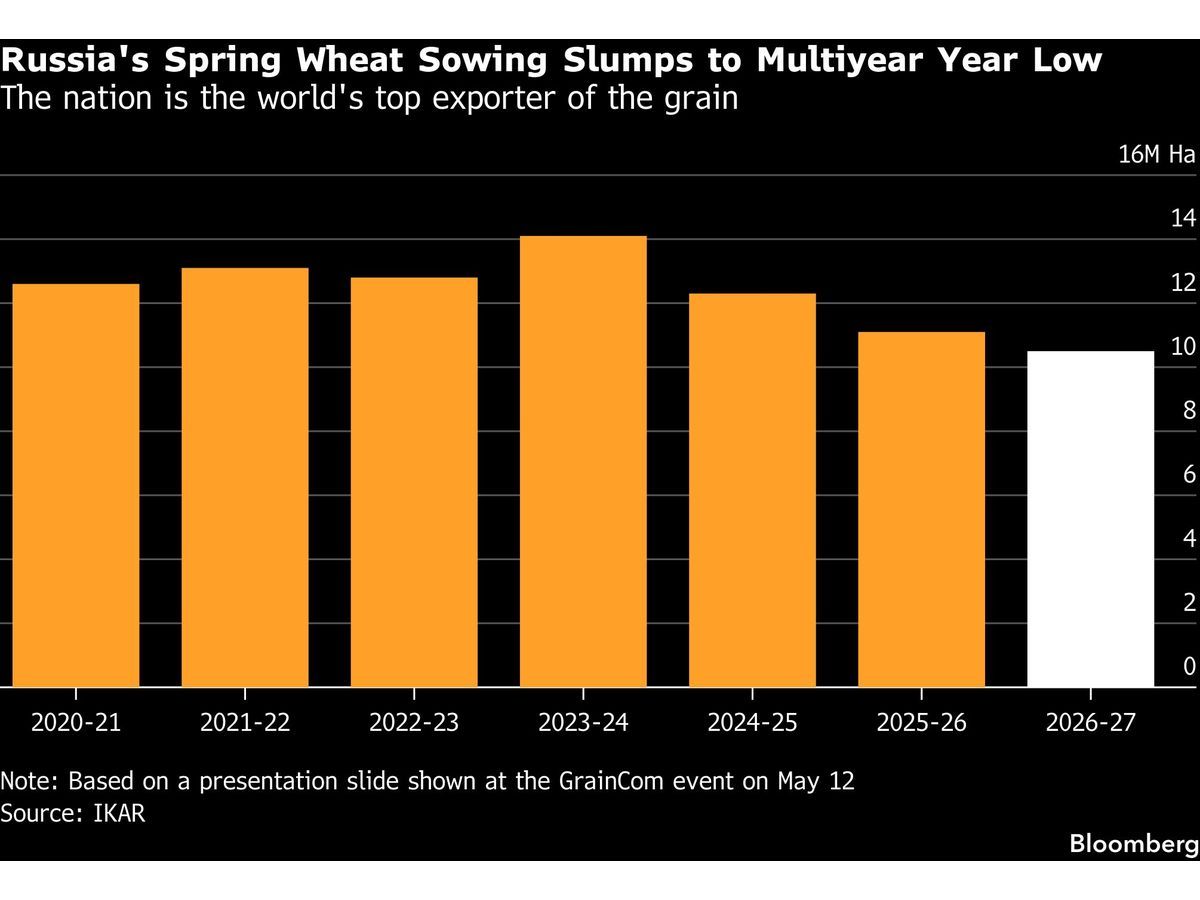 Russia's Severe Spring Wheat Delays Could Impact Global Markets