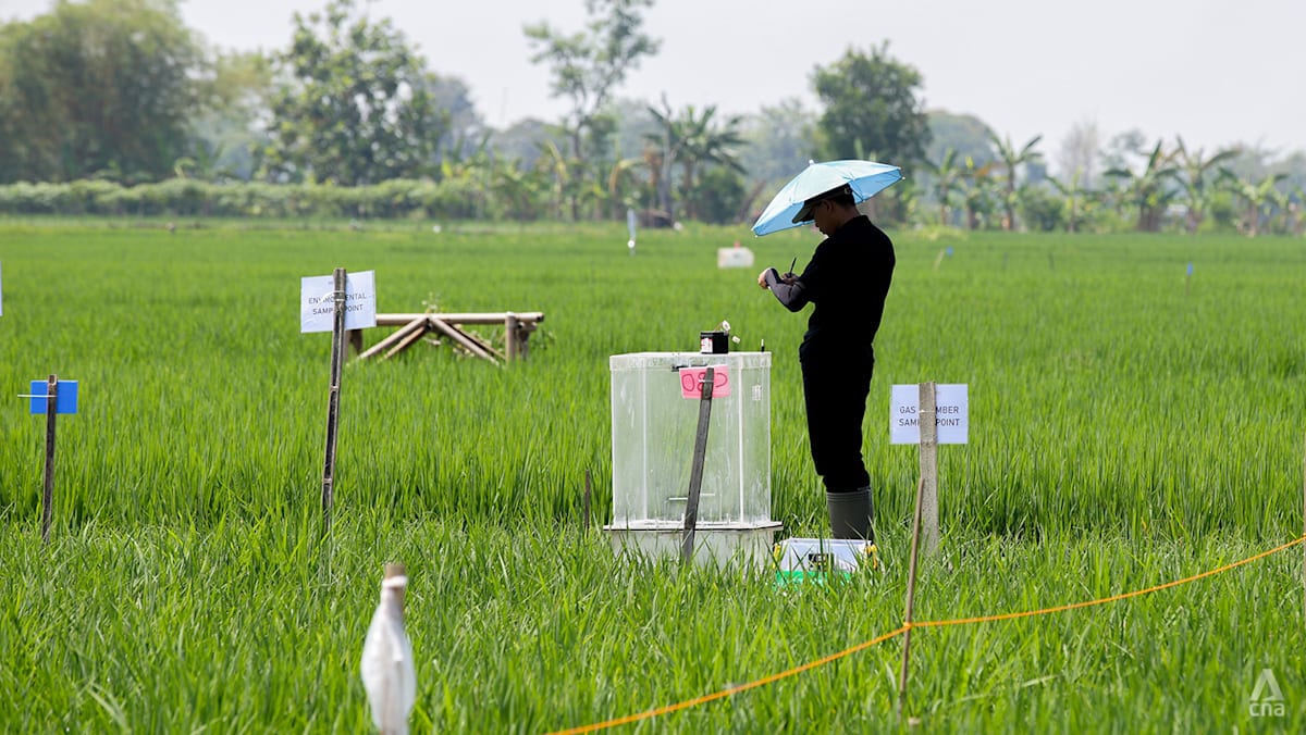 Singapore Scientists Pioneer Climate-Friendly Rice to Boost Farmer Incomes