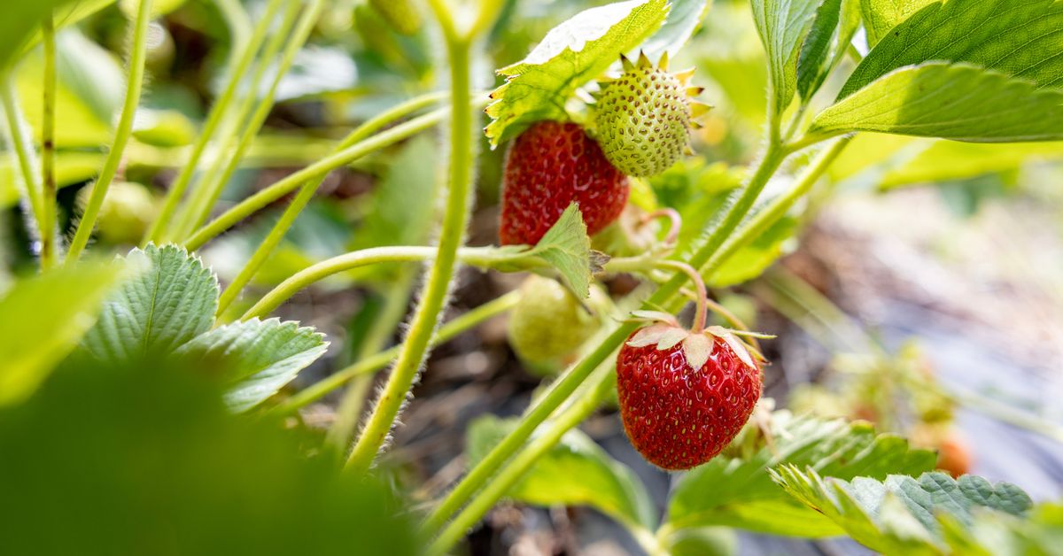 High Work Permit Costs Threaten Finland's Berry Harvest and Seasonal Labor