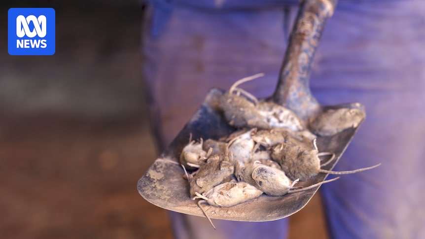Western Australian Farmers Face Devastating Mouse Plague Amid Bait Approval Delays