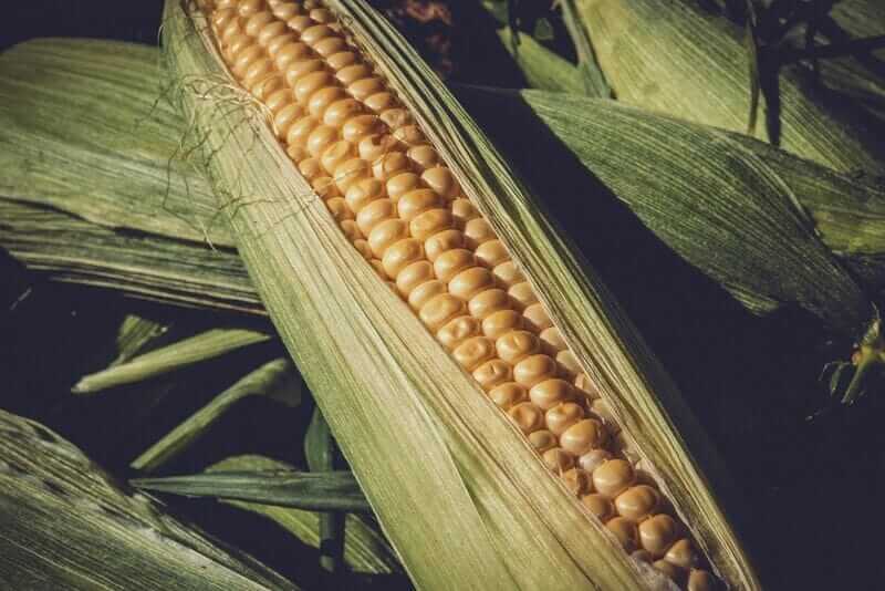 Global Corn Futures Fade Lower: Pressures Mount on Cash Markets