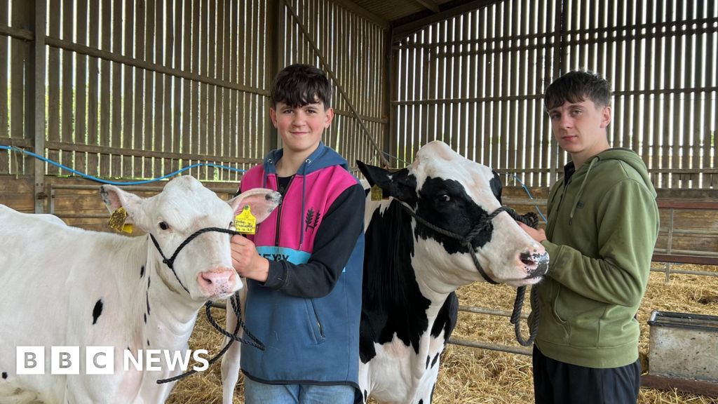 Dairy Farms Face Crisis as Milk Prices Drop Below Production Costs