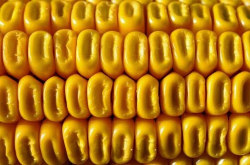 Global Corn Markets Signal Caution as Speculators Turn Bearish