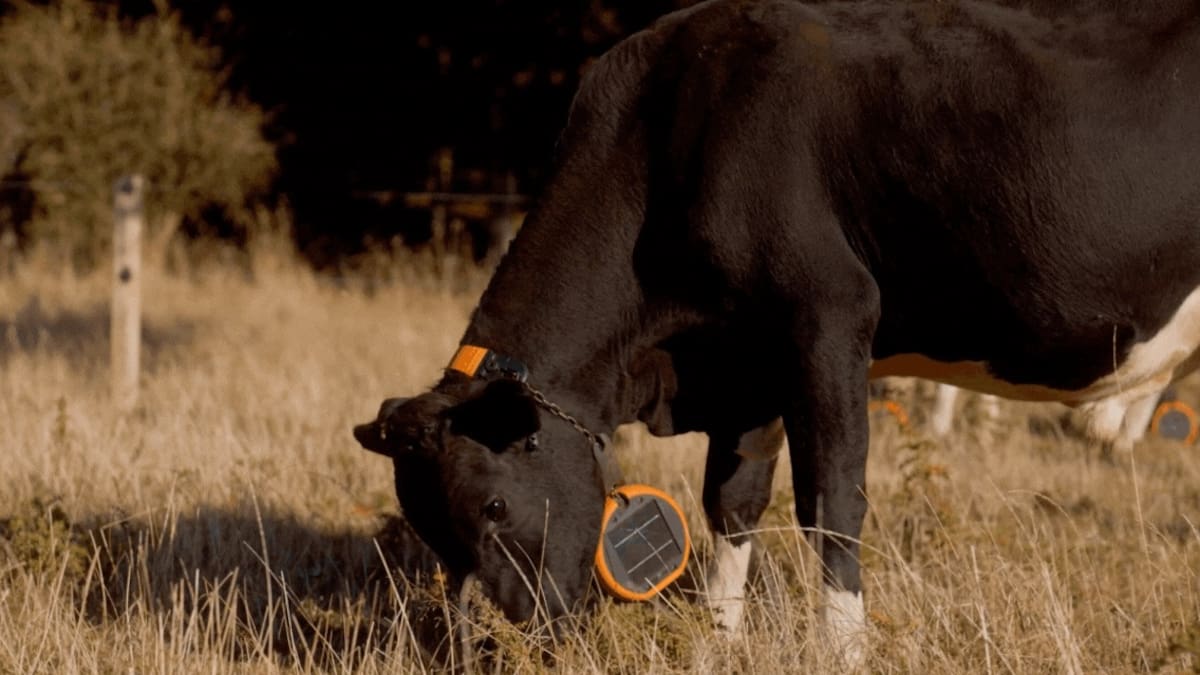 Global Virtual Fencing Market Heats Up: Gallagher's eShepherd Challenges Halter