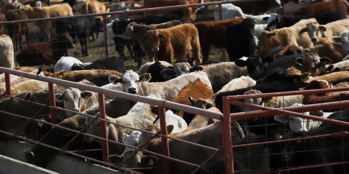 U.S. Screwworm Facility Delay Threatens Global Beef Supply Chains