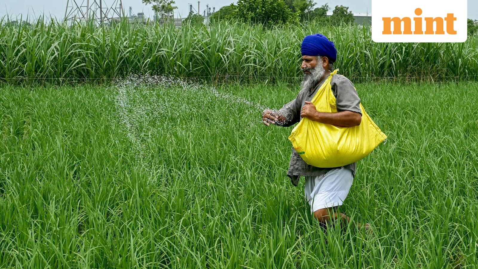 Global Surge in Organic Manure Highlights Shift Towards Sustainable Soil Management