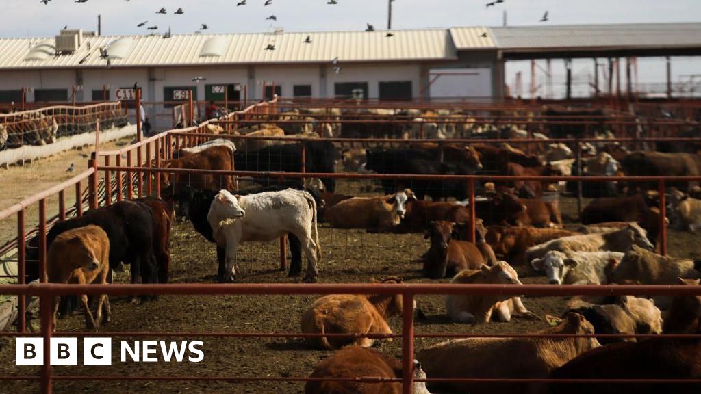 Canada Halts Texas Cattle Imports Amid Severe Screwworm Outbreak