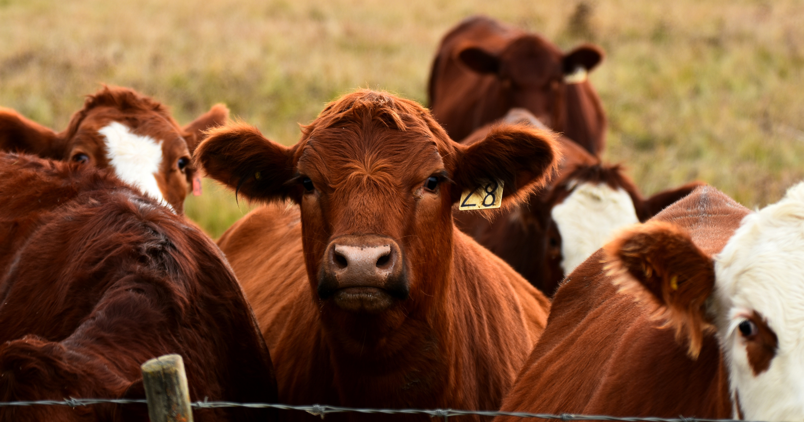 The Massive Environmental Footprint of Beef: What 15,400 Liters of Water Means for Farming
