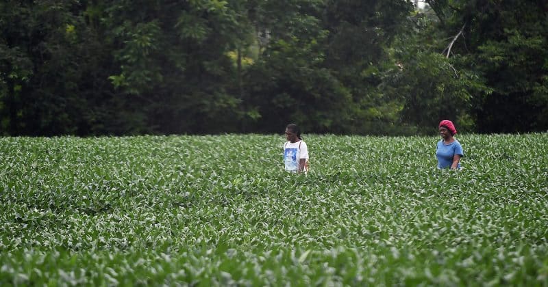 China kauft wieder Soja in den USA: Auswirkungen auf den Agrarmarkt