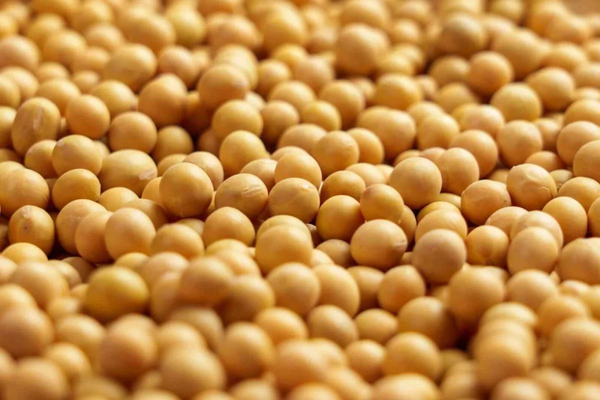 Soybean Market Cools Down: What European Producers Should Watch