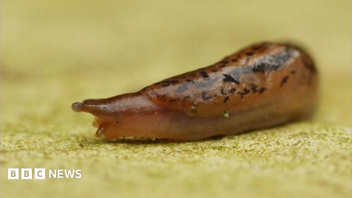 Slug sleuths: New predictive data tools to curb crop damage