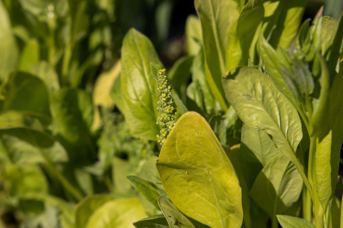 Managing Crop Bolting: Strategies to Prevent Premature Seeding in Summer Heat