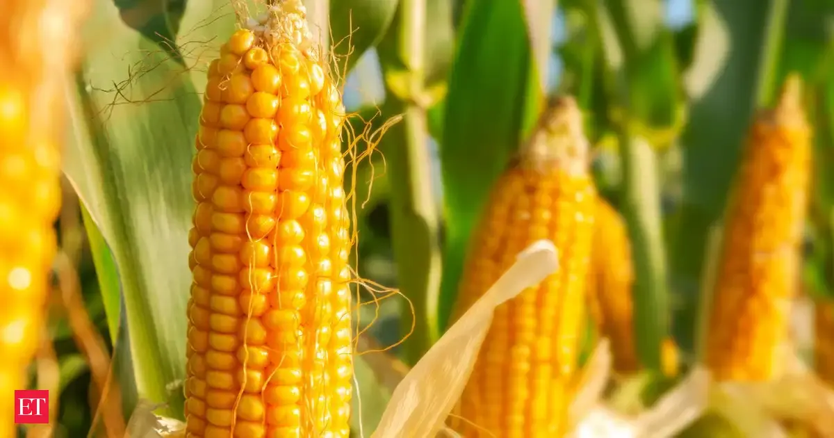 Indien steigert Maisexporte auf Drei-Jahres-Hoch: Auswirkungen auf Agrarmärkte
