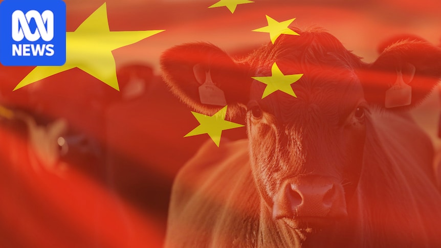 China's Beef Strategy Shift: Impact on Global Meat Trade and European Exports