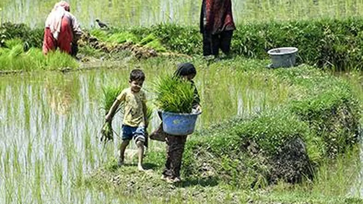 Neues Herbizid Ricebeaux: Was Reisbauern wissen müssen