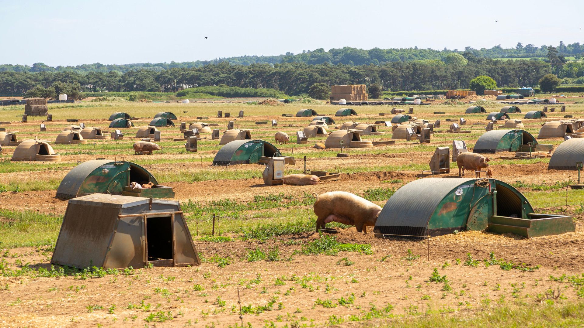 KI aus Schweinegülle: Neue Einnahmequelle für europäische Landwirte