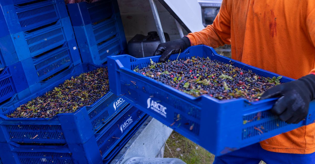 Berry harvest at risk as visa rejections trigger labor crisis