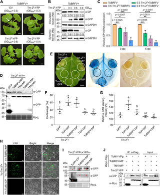 Tomato Brown Rugose Fruit Virus: Tm-2² Gene Provides Limited Protection