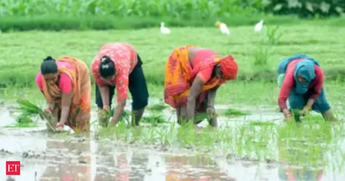 Rückgang der Kharif-Aussaat: Auswirkungen auf den globalen Agrarmarkt