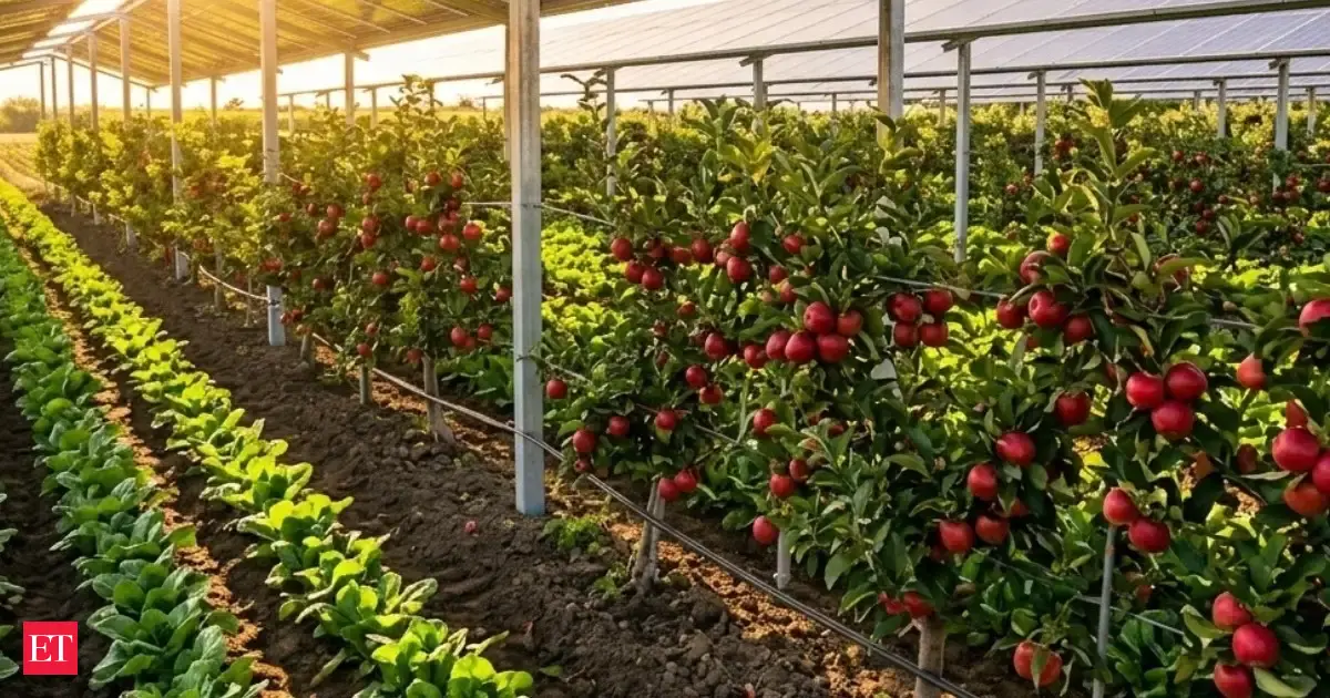 Agrivoltaics: Solar shading slashes apple sunburn losses