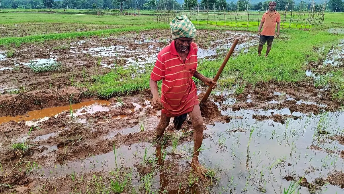 Odisha's Digital Agriculture Shift: Lessons for European Climate Adaptation