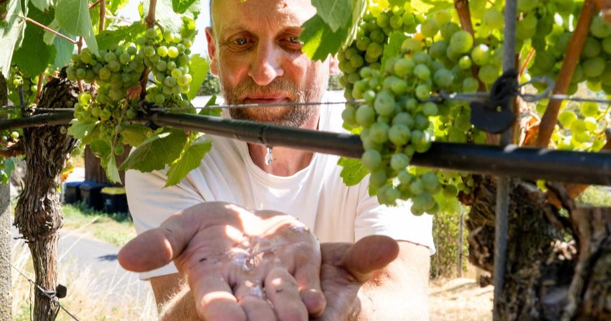 Heatwaves Force German Vineyards to Rethink Water Management and Soil Health