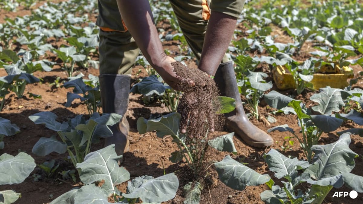 UN Warns of Soil Degradation: Are European Farmers Ready for a Shift?