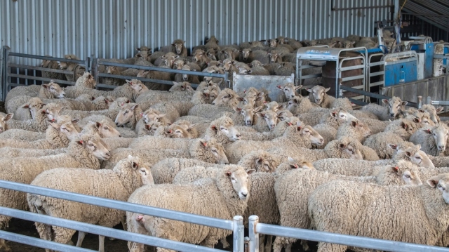 Griechenland stellt 38,1 Millionen Euro für von Tierseuchen betroffene Landwirte bereit