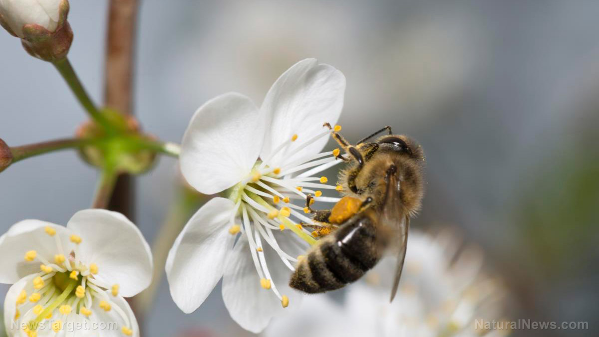 Glyphosat stört Gehirnfunktionen bei Bienen: Ertragsrisiken durch weniger Bestäubung