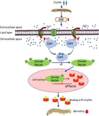 New research on Helicoverpa armigera immunity threatens Bt-crop efficacy