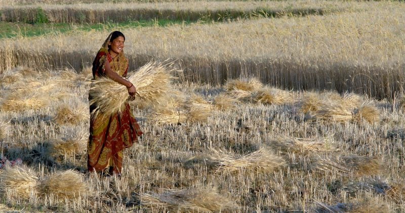 Indien nimmt Weizenexporte wieder auf: Auswirkungen auf den Weltmarkt