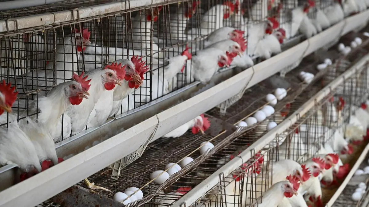 Rising Poultry and Egg Costs: Feed Market Dynamics and Global Supply Risks