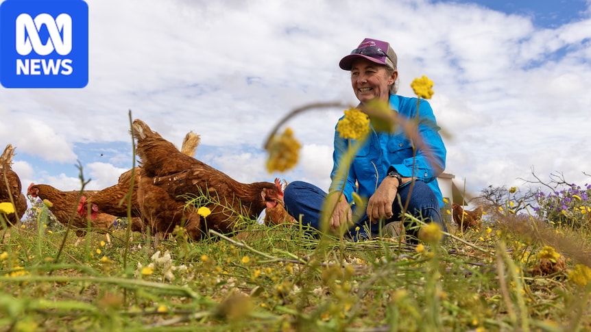 Integrating Poultry and Cattle: A New Strategy for Soil Regeneration