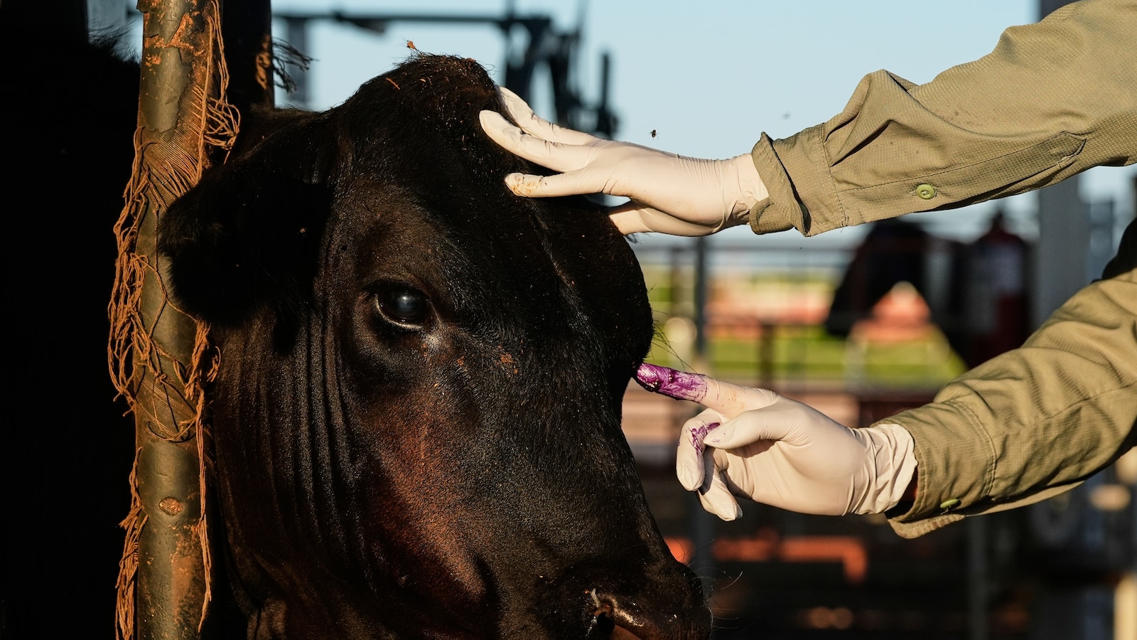 Mexico resumes cattle exports to US: What European farmers should monitor