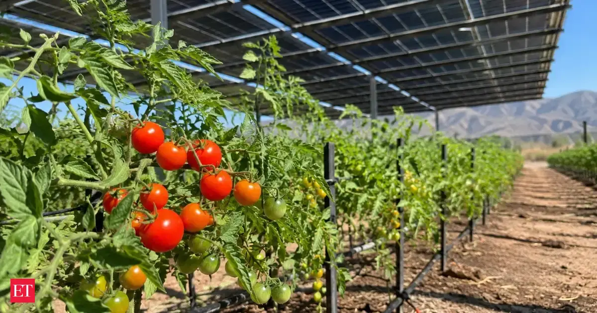 Agrivoltaics Show Promise for Heat-Stressed Crops in Europe