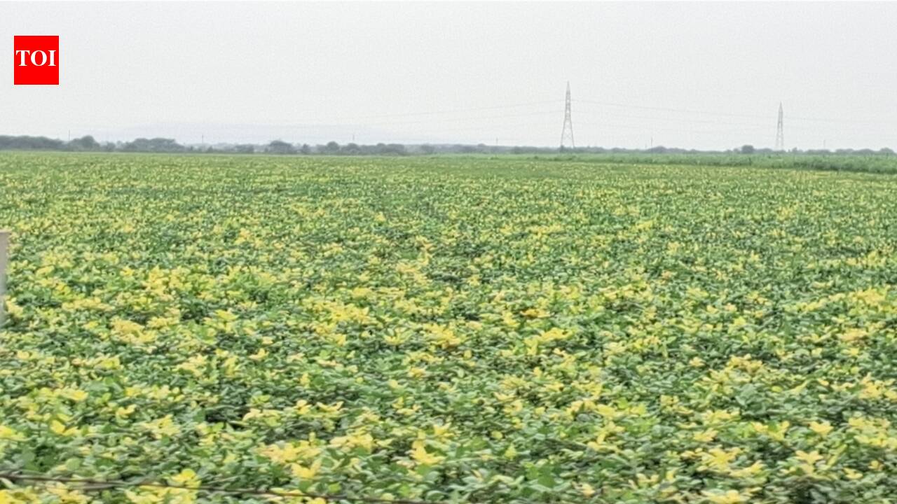 Yellow Mosaic Virus Threatens Pulse Crops: Managing Viral Outbreaks in Farming
