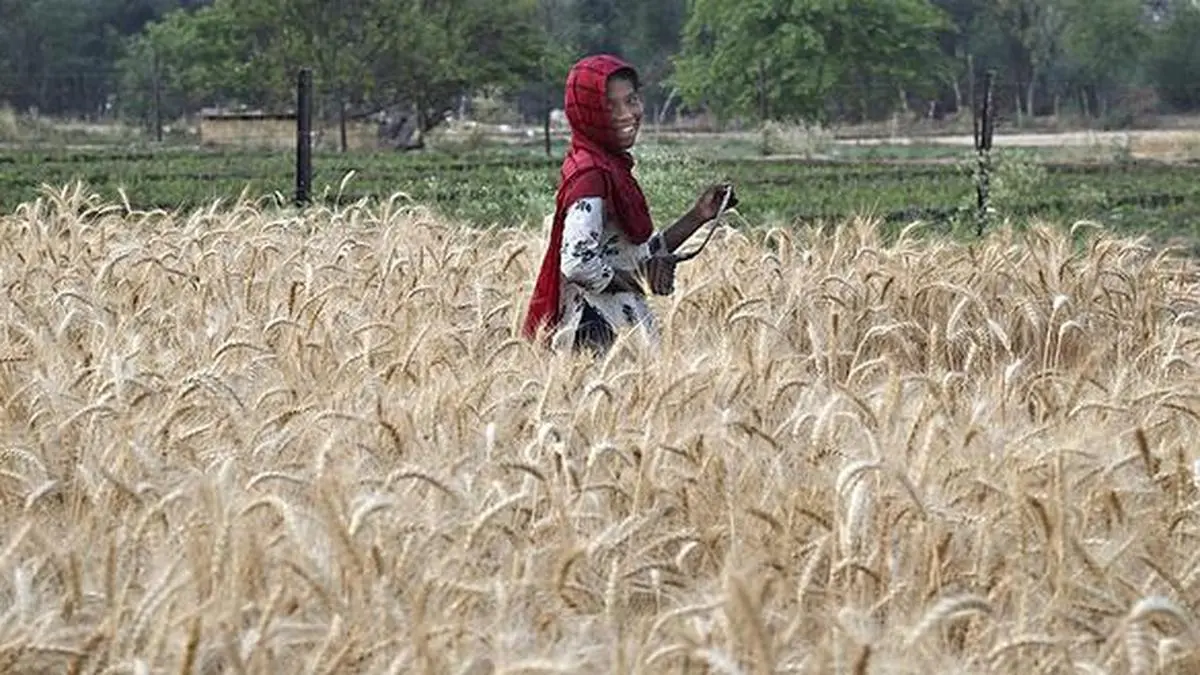 El-Niño-Phänomen bedroht globale Agrarmärkte: Was Landwirte wissen müssen
