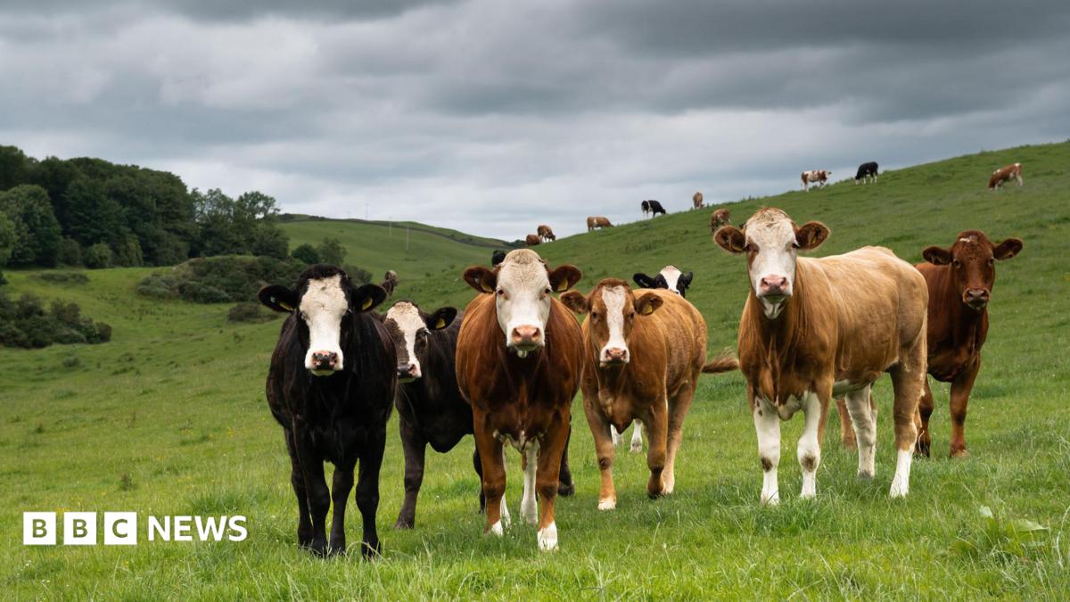 Blauzungenkrankheit erstmals in Schottland nachgewiesen: Was Landwirte wissen müssen