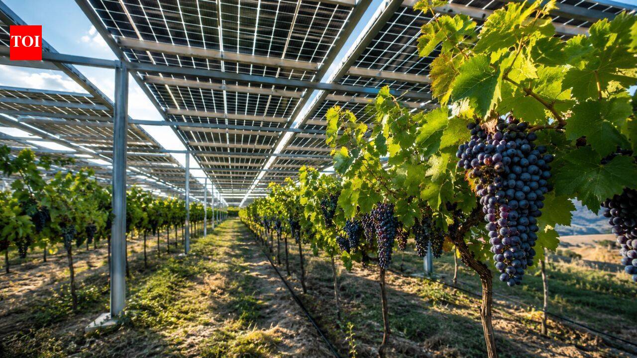 Agrivoltaics breakthrough: Puglia vineyard sees 277% grape yield surge
