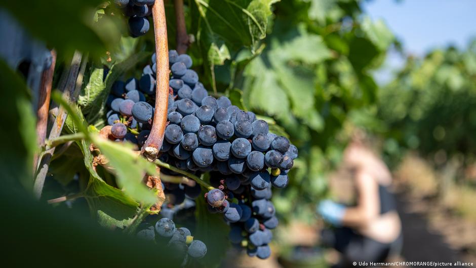 Germany's Earliest Grape Harvest Signals Long-Term Climate Shift for Viticulture