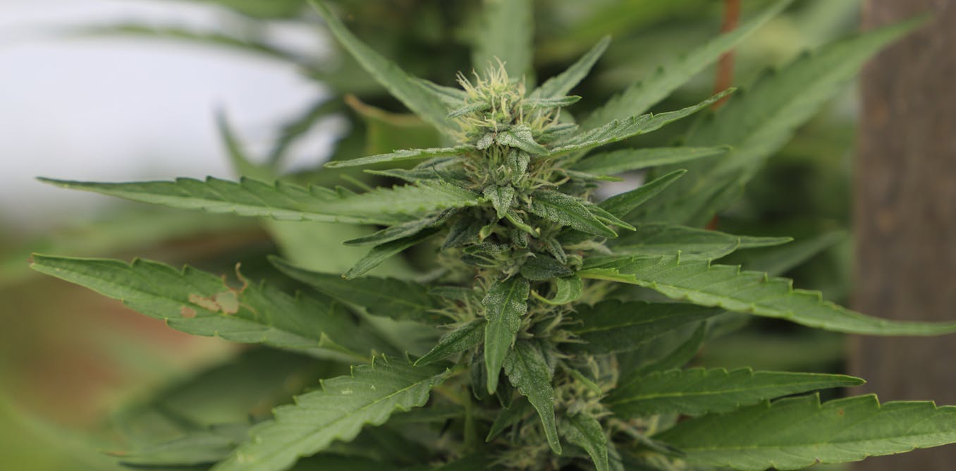 Unlocking Hemp’s Water Needs: New Tech Provides Data for European Farmers