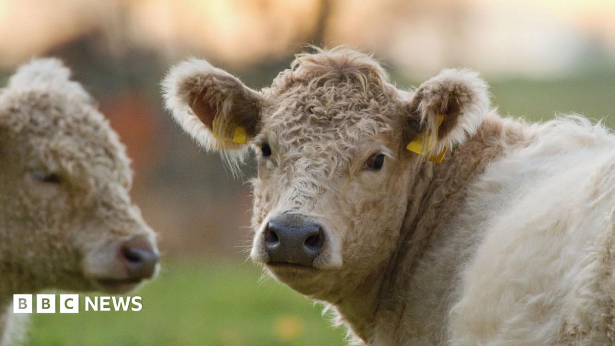 Bluetongue Restrictions Expand as Disease Risks Persist Across Europe