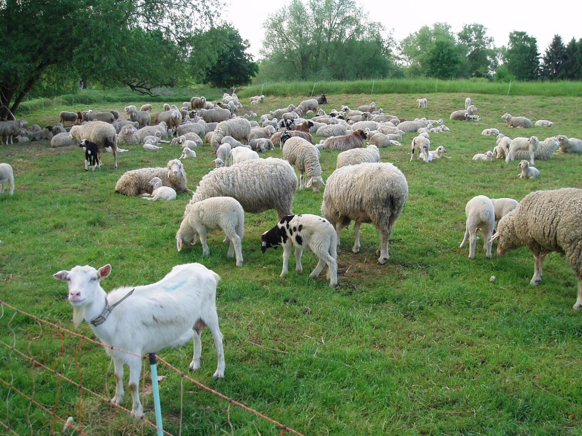 Rumänien plant Wiederaufnahme der Schaf- und Ziegenexporte