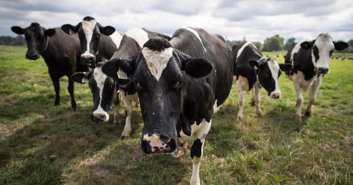 Trump’s Dairy Tariffs Target Canadian Cheese and Whey Exports