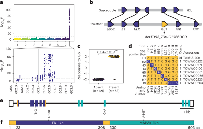 New Wheat Gene Discovery Paves the Way for Greenbug Resistance in Europe