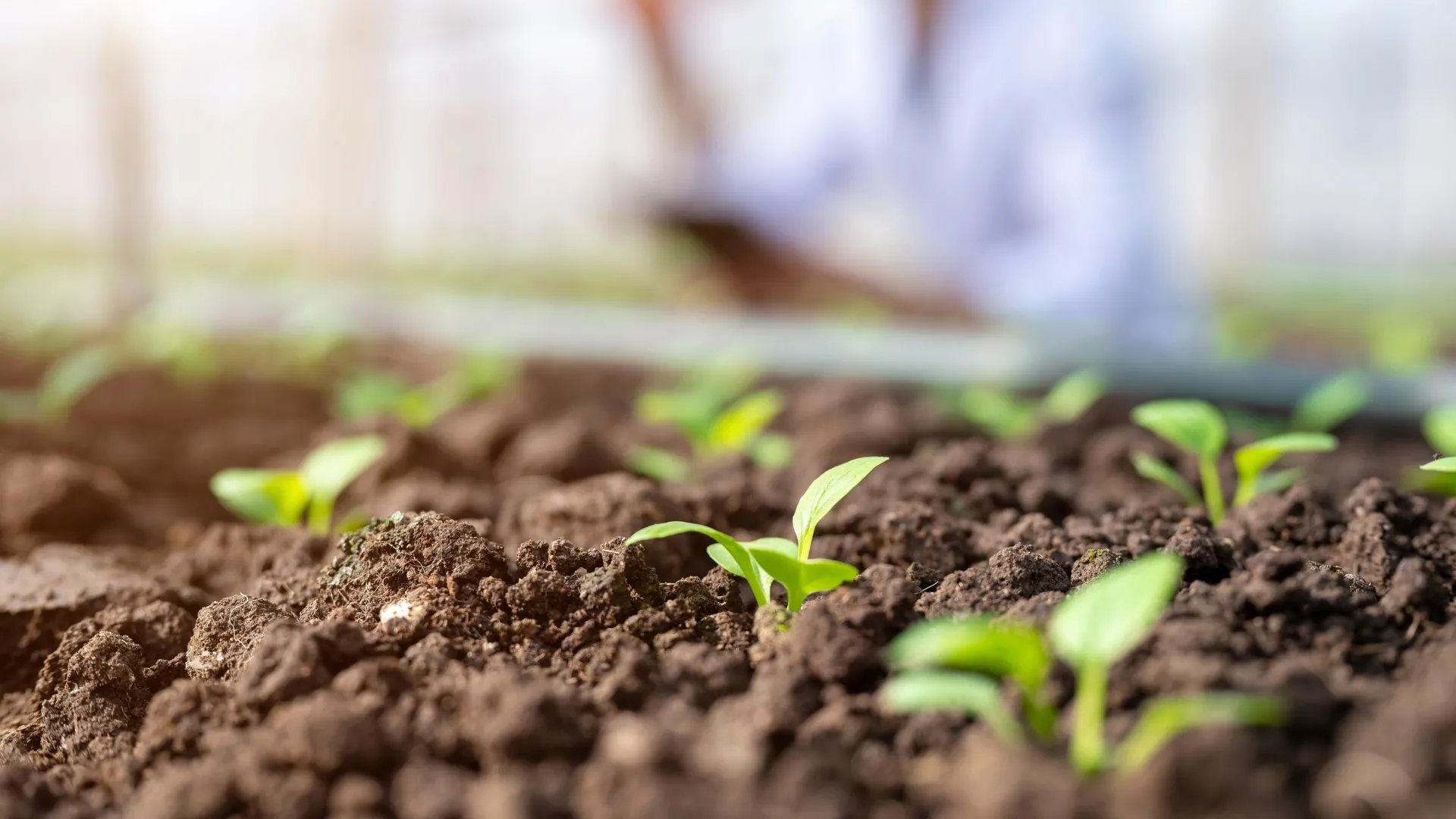 New Soil DNA-Bound Phosphorus Test Could Transform Fertiliser Management